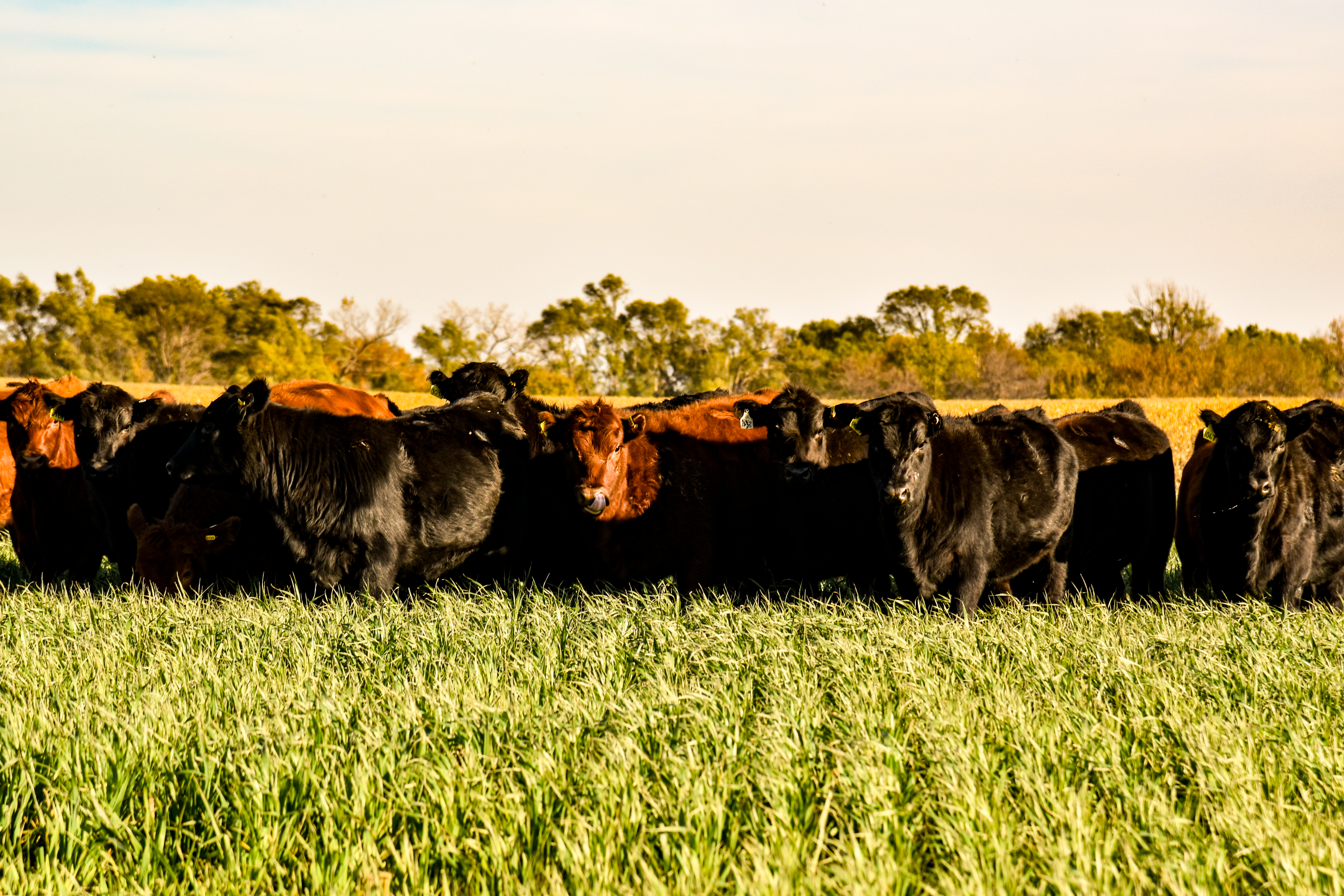 Cattle grazing triticale 