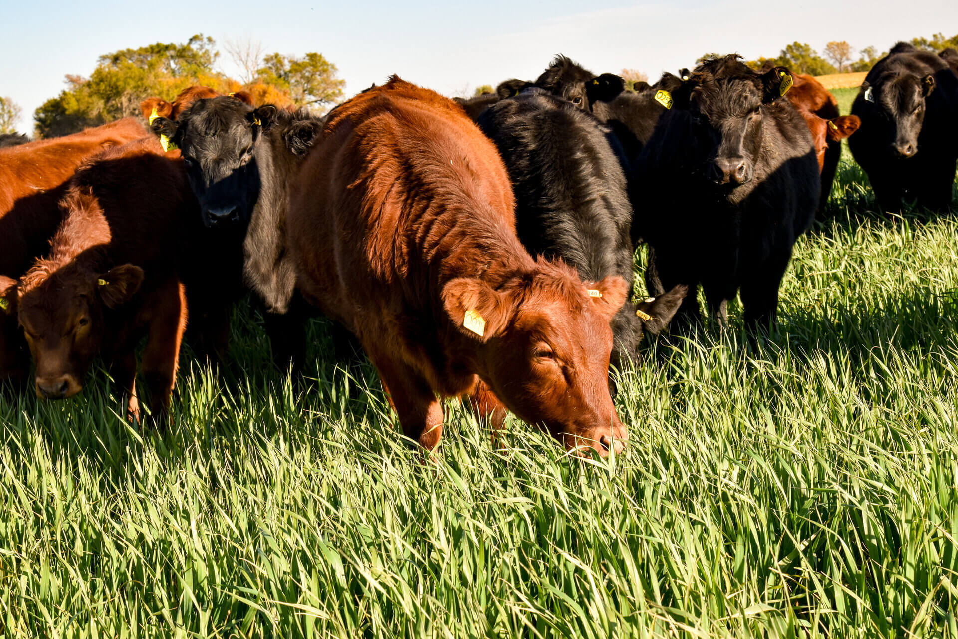 Cattle grazing cover crops