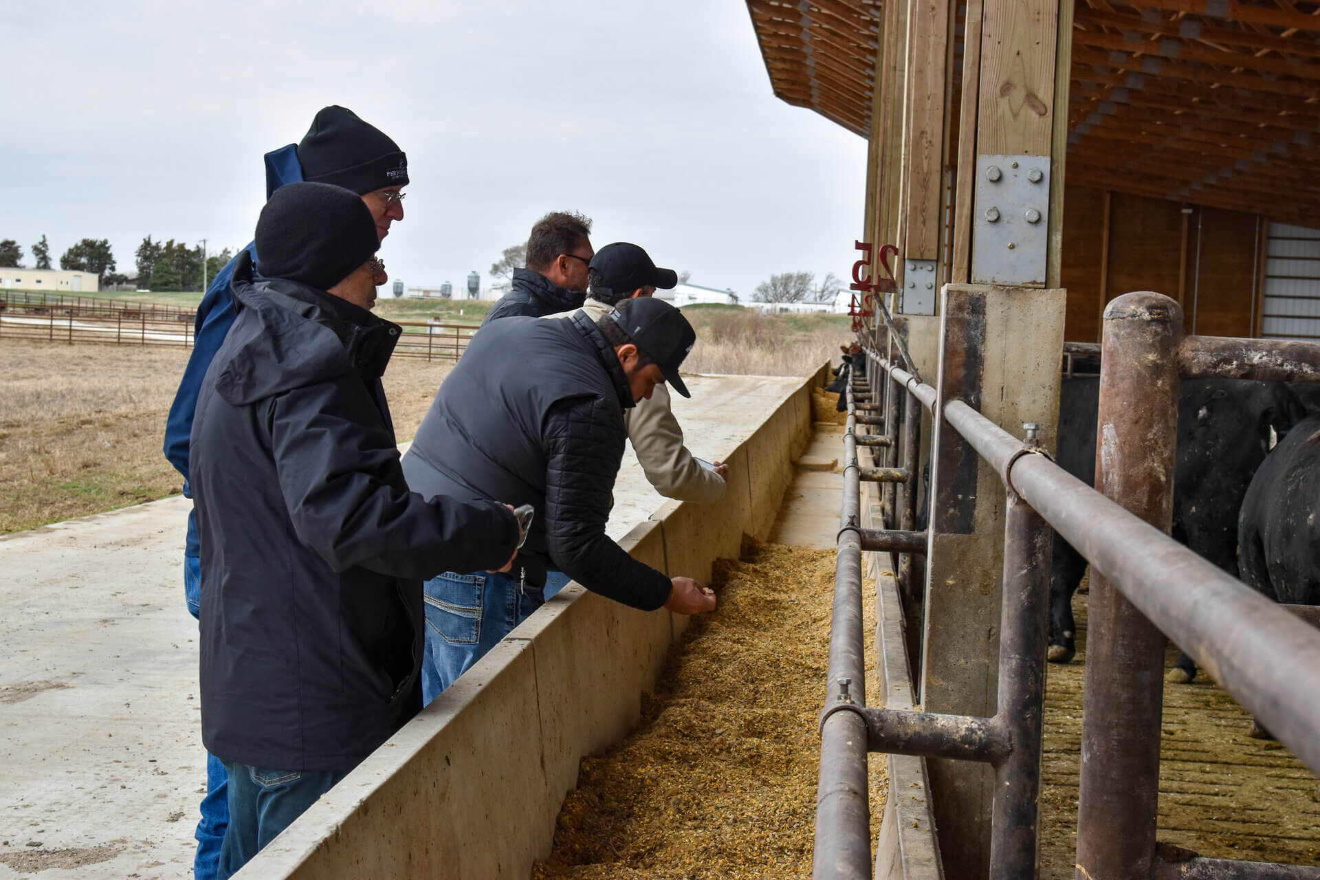 Brazilian cattle feeders at cattle comfort barn