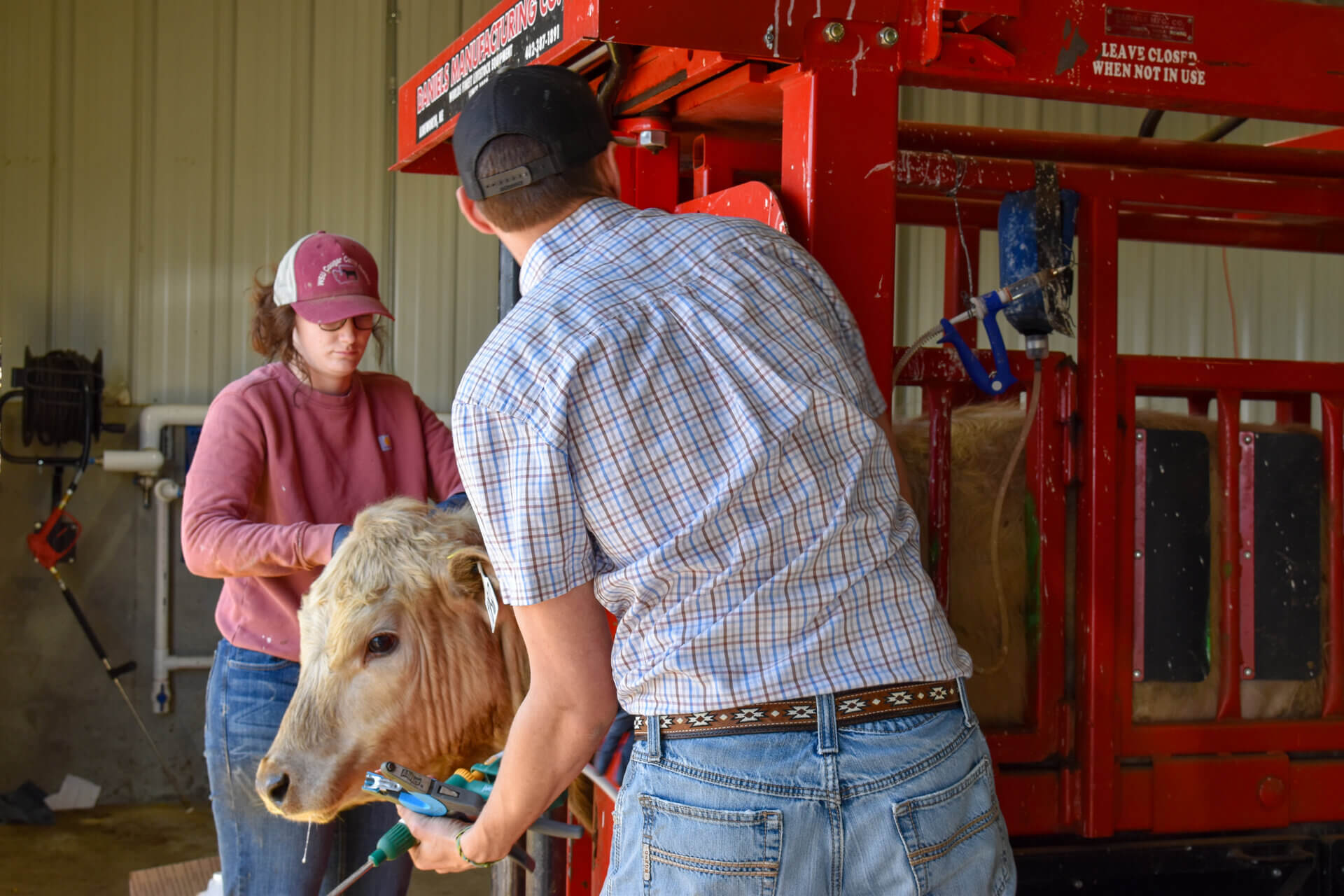 Grad Students tagging and vaccinating incoming steers 
