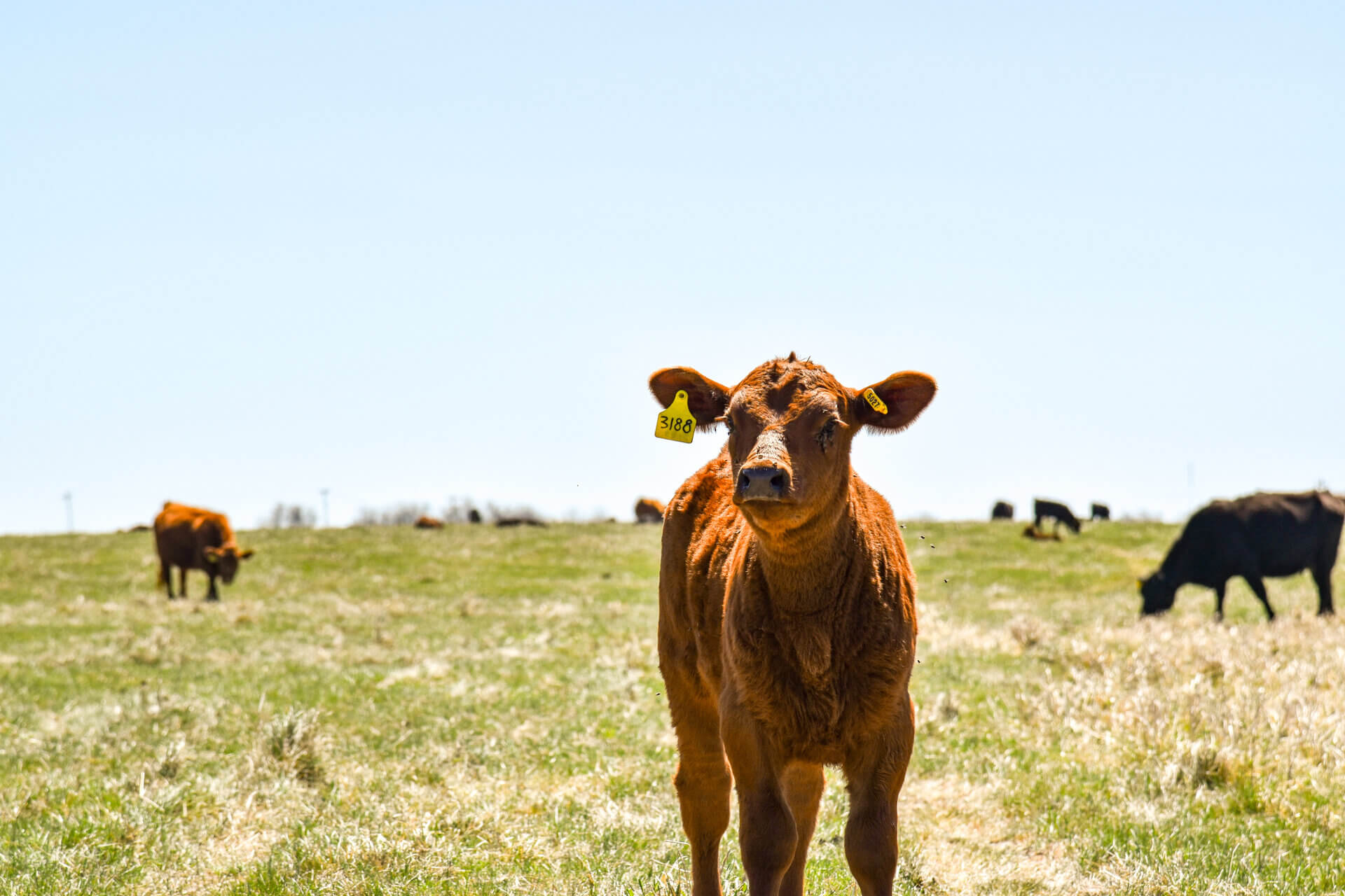 calf in pasture 