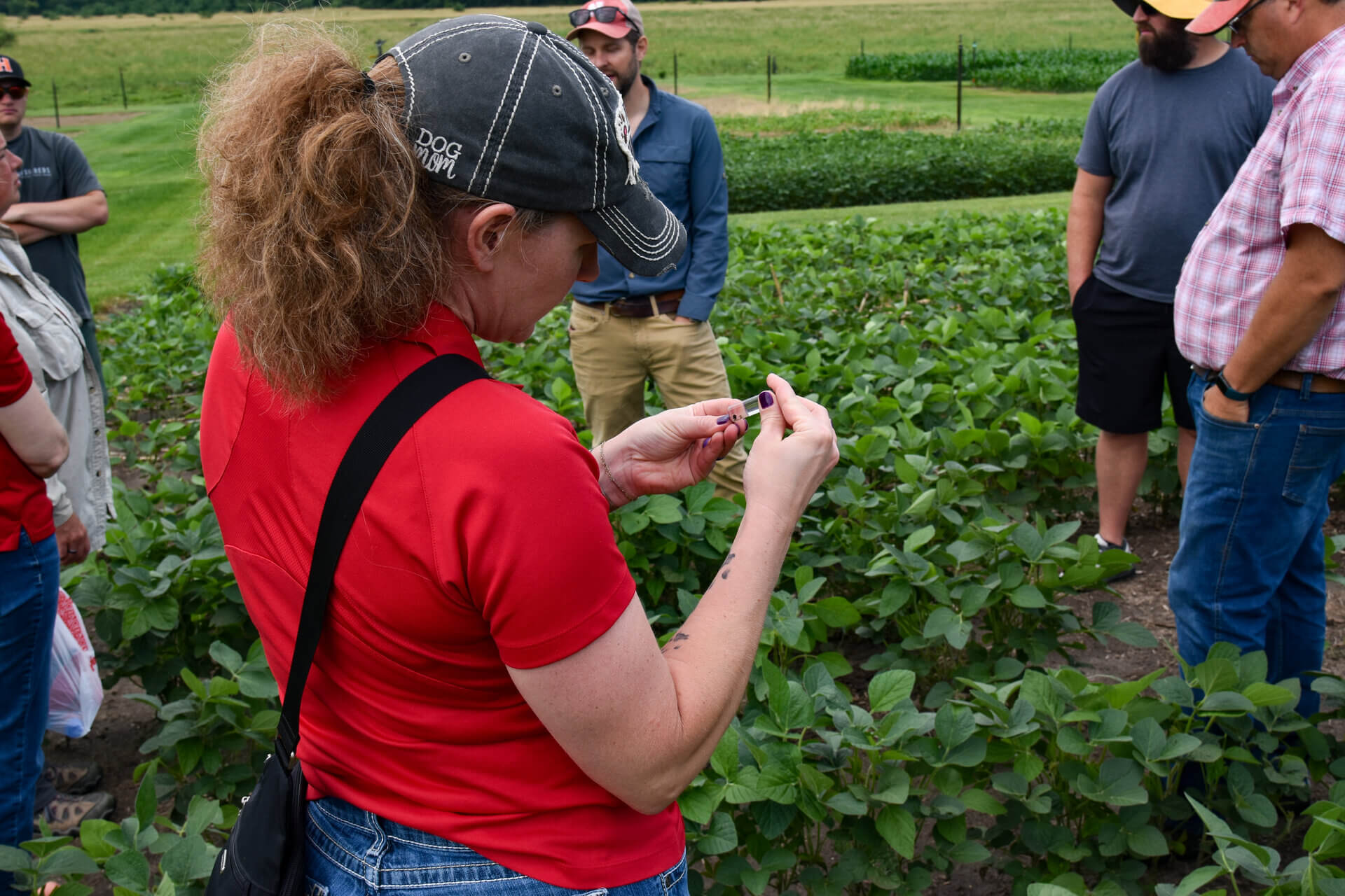 Extension agronomists and entomology teaching teachers in soybean plots and looking at samples 