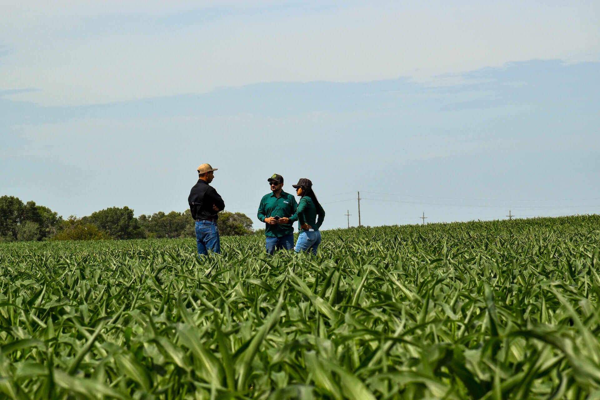 TAPS team in corn field plot
