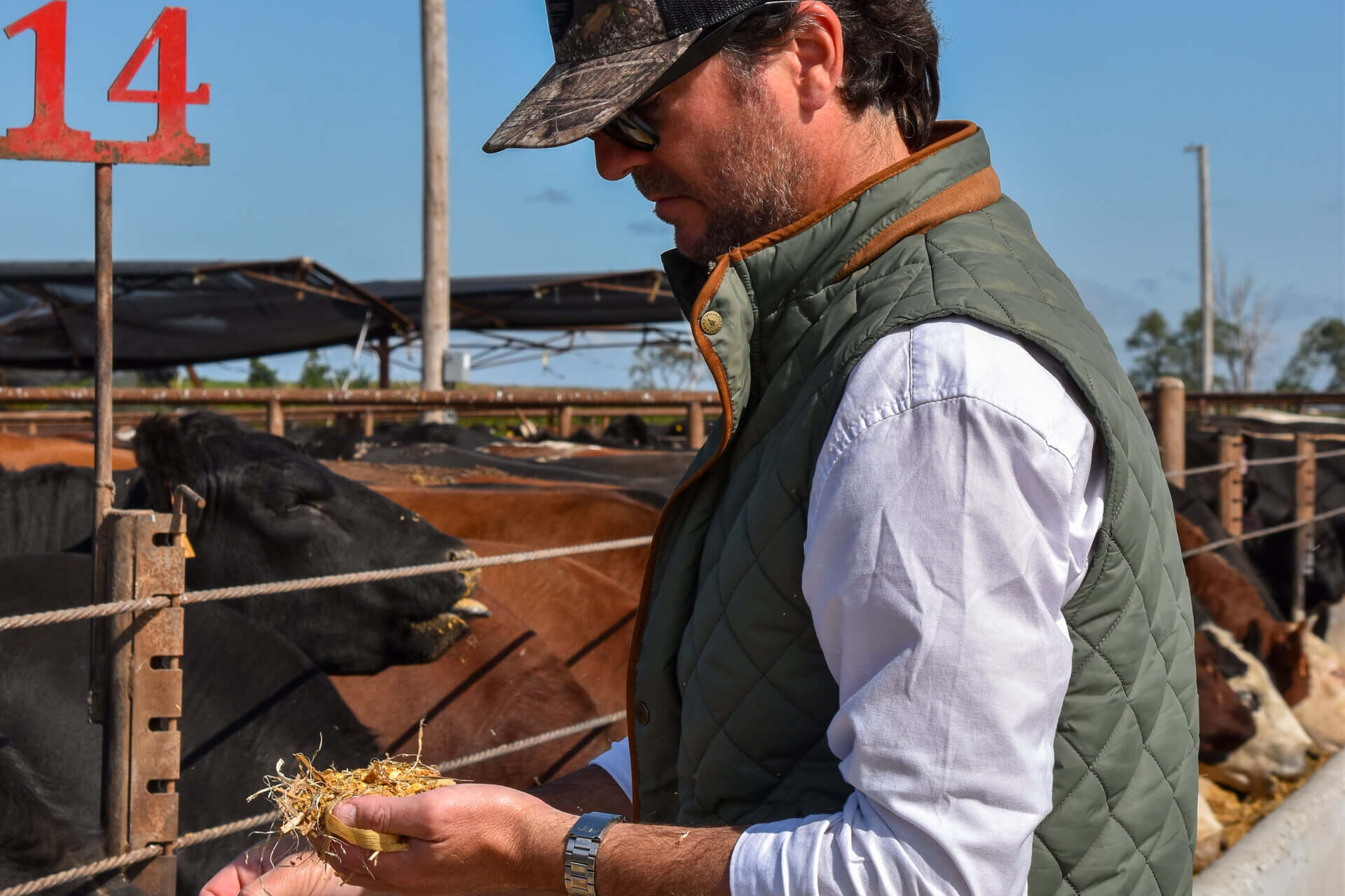 Uruguay ruminant nutritionist at feedbunk 