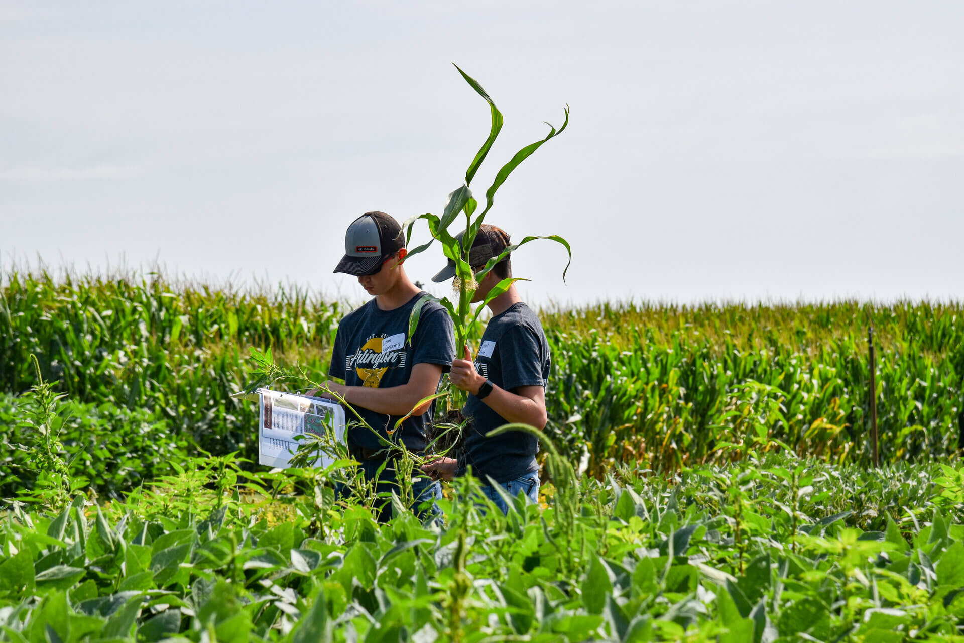 Contestants in ENREEC corn plots