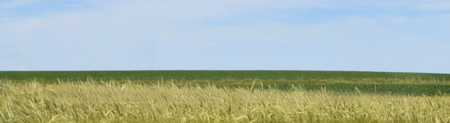 Image of organic wheat field under a bright blue sky with green hills in the distance.