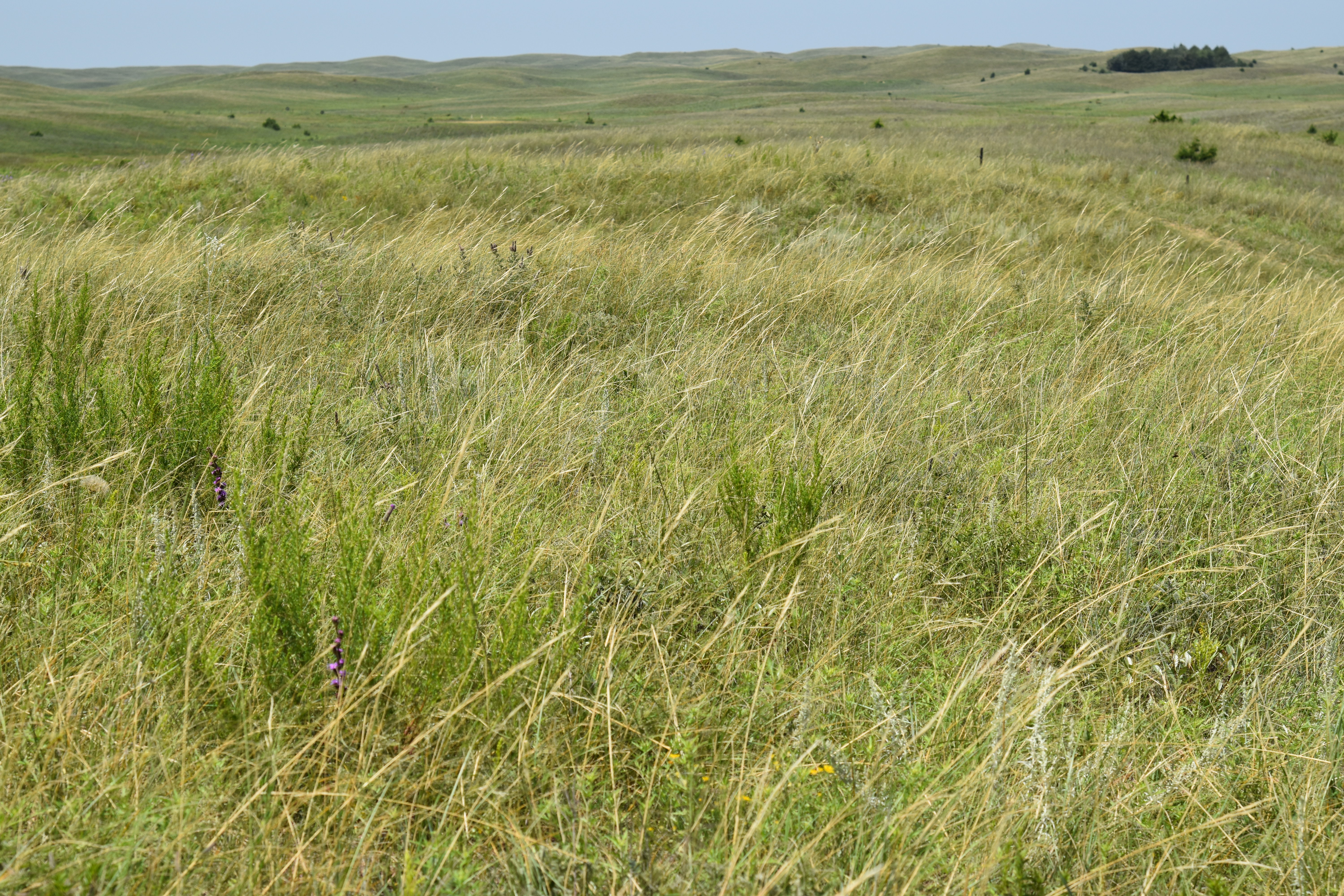 Barta Brothers Ranch Pasture 2023