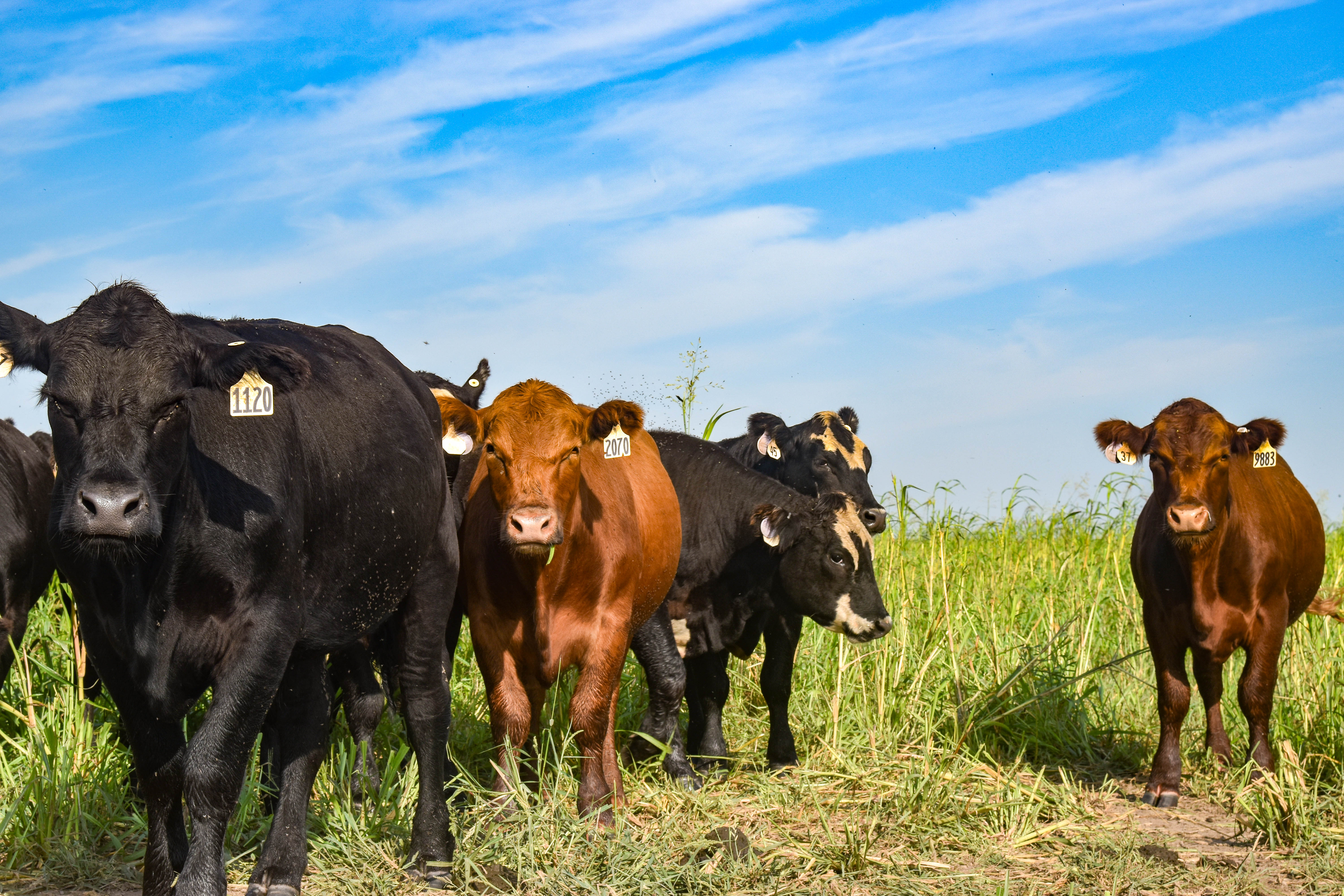 Cover Crop Grazing Conference