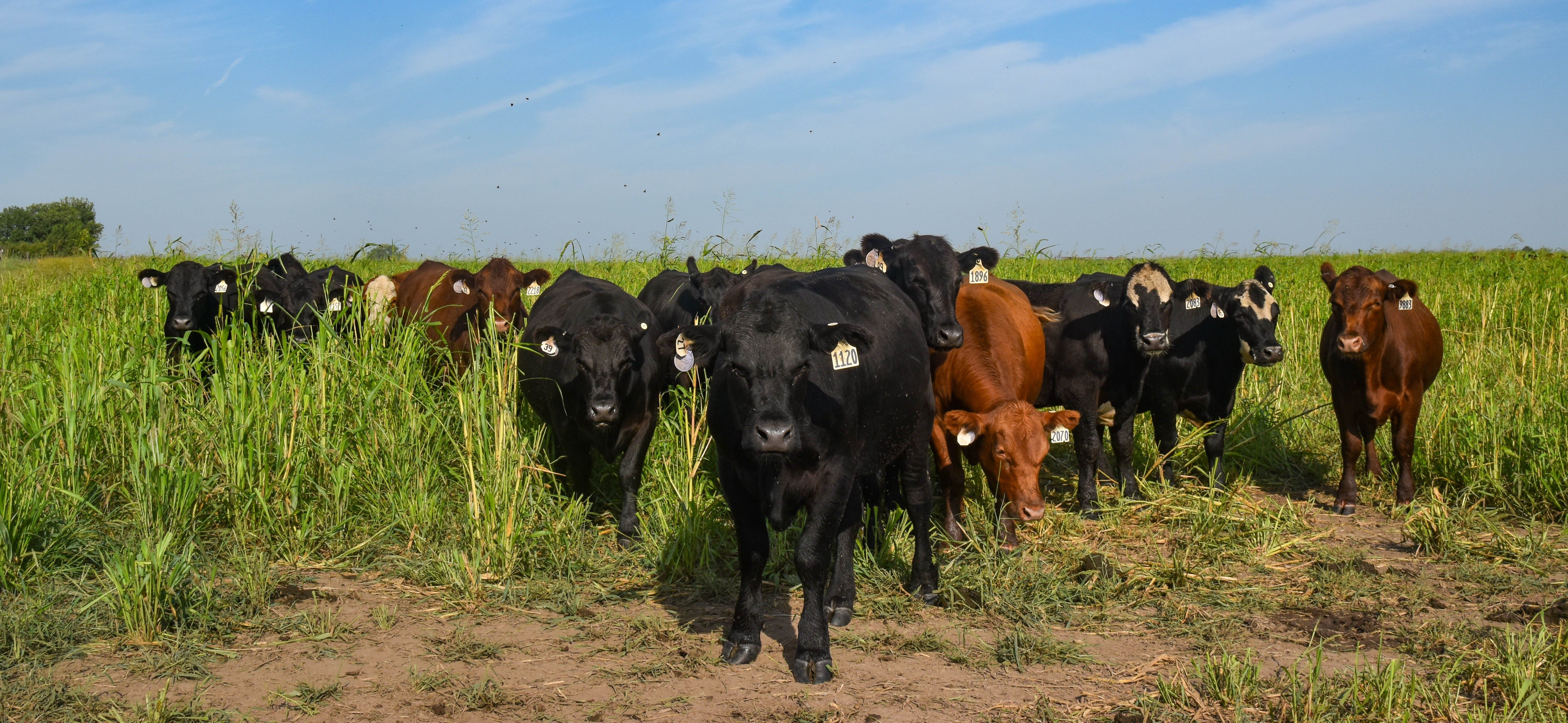 Drewnowksi pasture walk Midwest FEEDS practicum