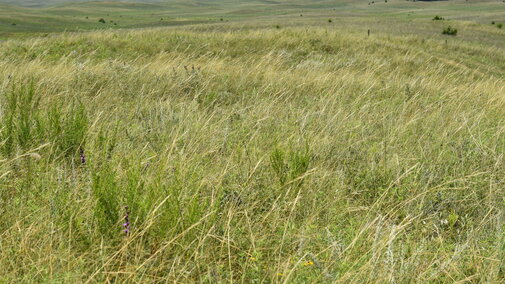 Barta Brothers Ranch Pasture 2023