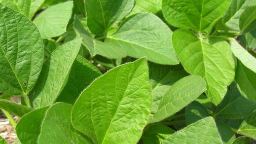 Soybean background