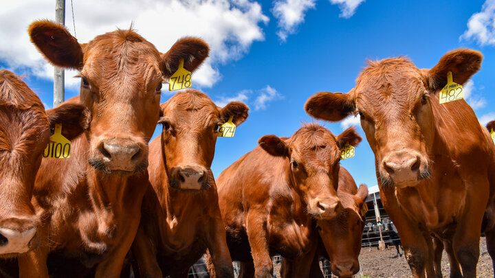Great Plains Heifer Development Program