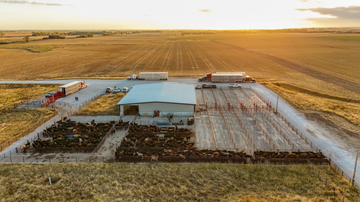 Klosterman Feedlot Innovation Center Receives First Cattle