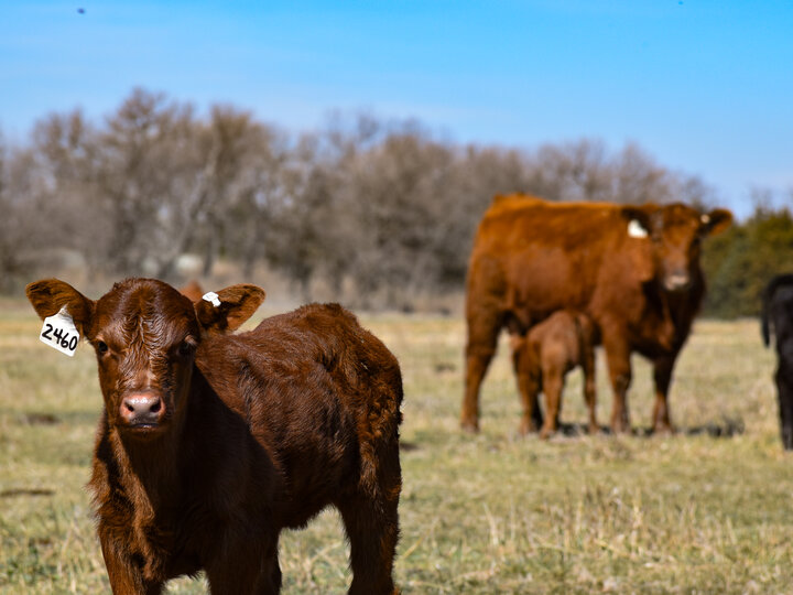 Weaning management