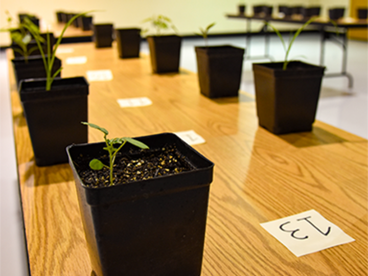 Nebraska Extension Introductory Level Field Crop Scout Training