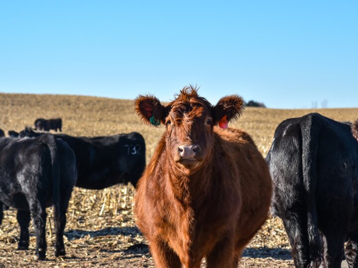 2025 Cover Crop Grazing Conference cattle