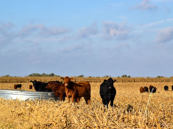 Cattle Grazing Cornstalks 