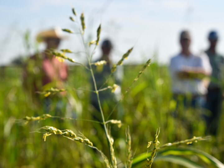 Pasture management 