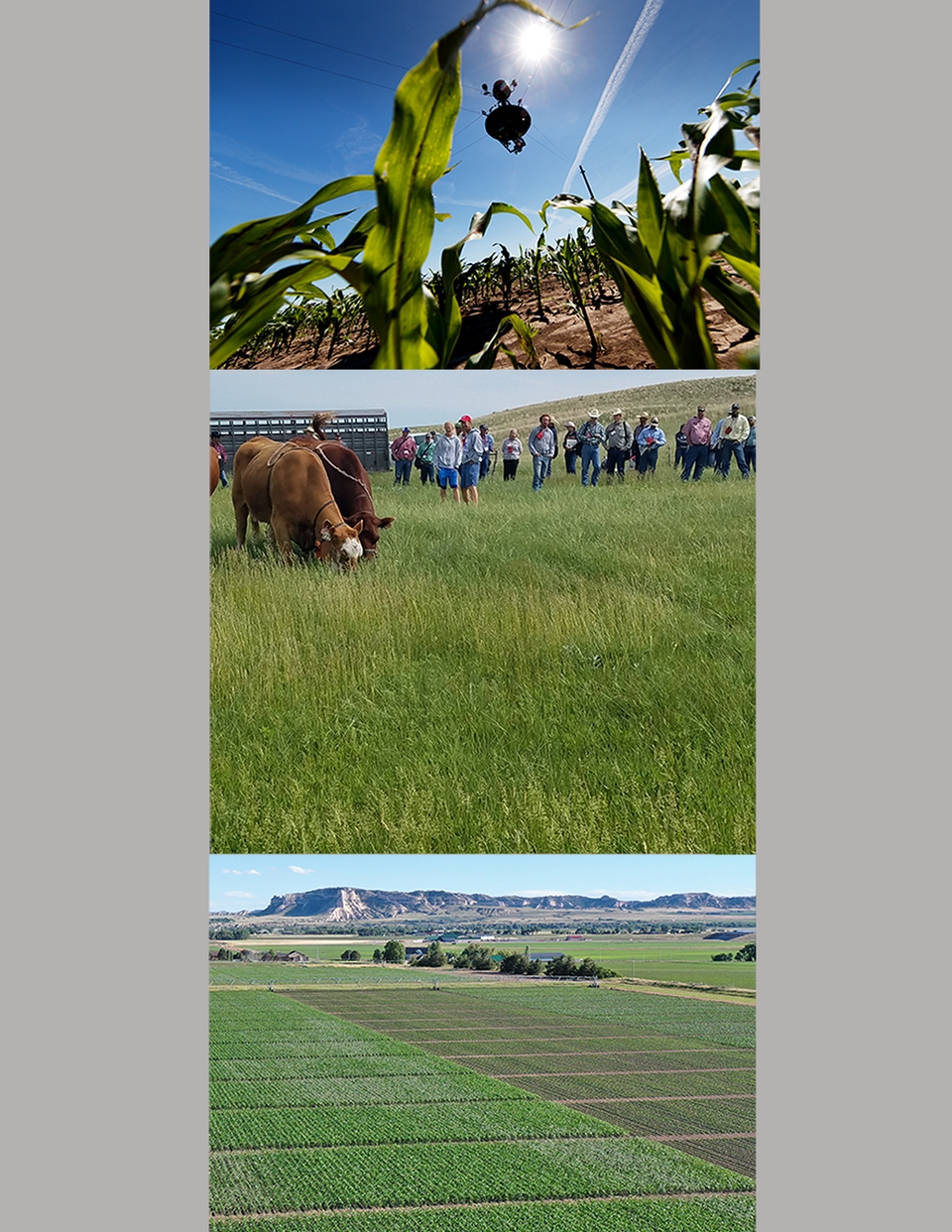 Spidercam above corn, grazing cattle with onlookers at a field day, farmland with Scottsbluff in background
