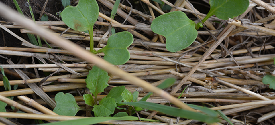 Nebraska Soil Health Conferences image
